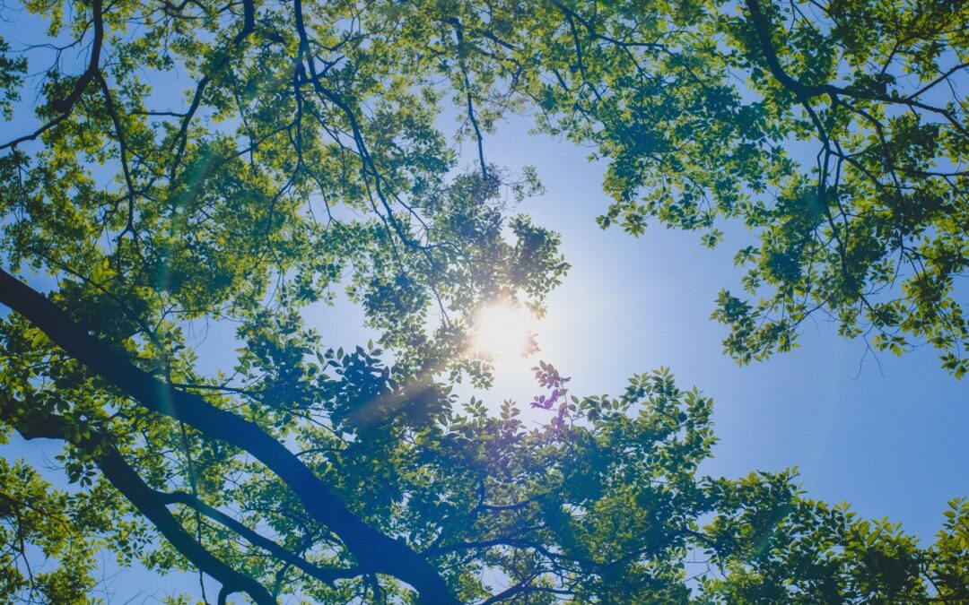 Blauer Himmel und Sonne durch Baumkronen
